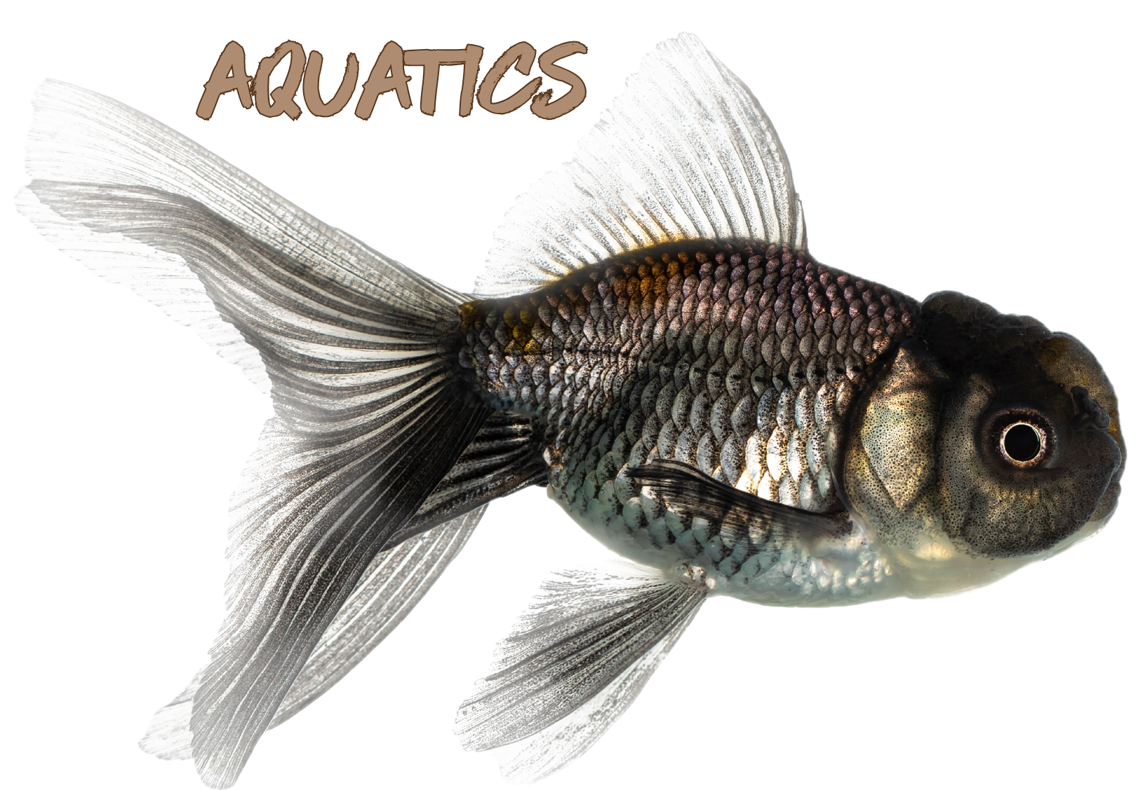 Fish & Aquatics