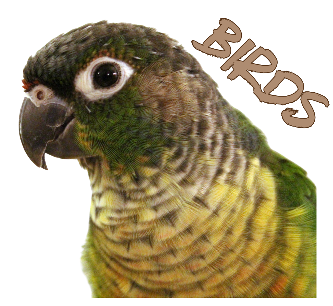 Bird Supplies
