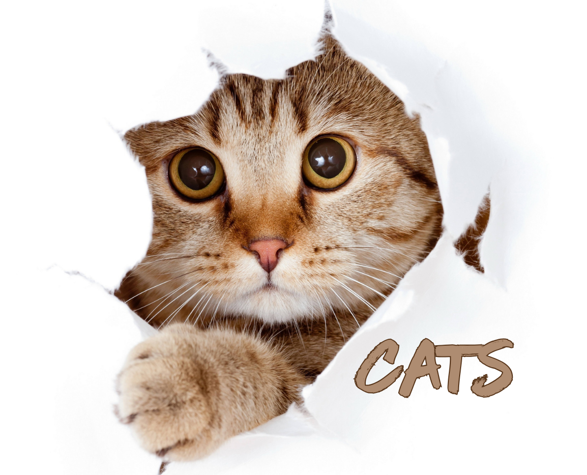 Cat Supplies