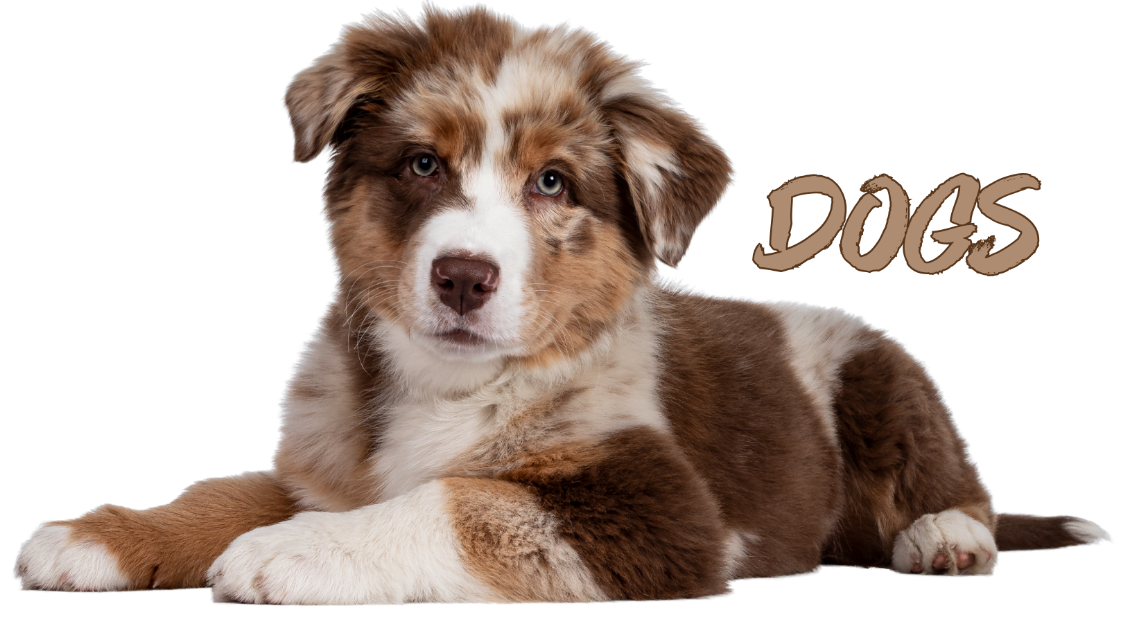 Dog Supplies