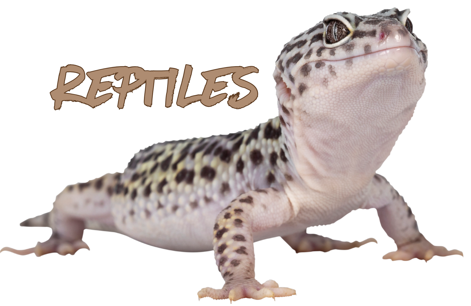 Reptile Supplies