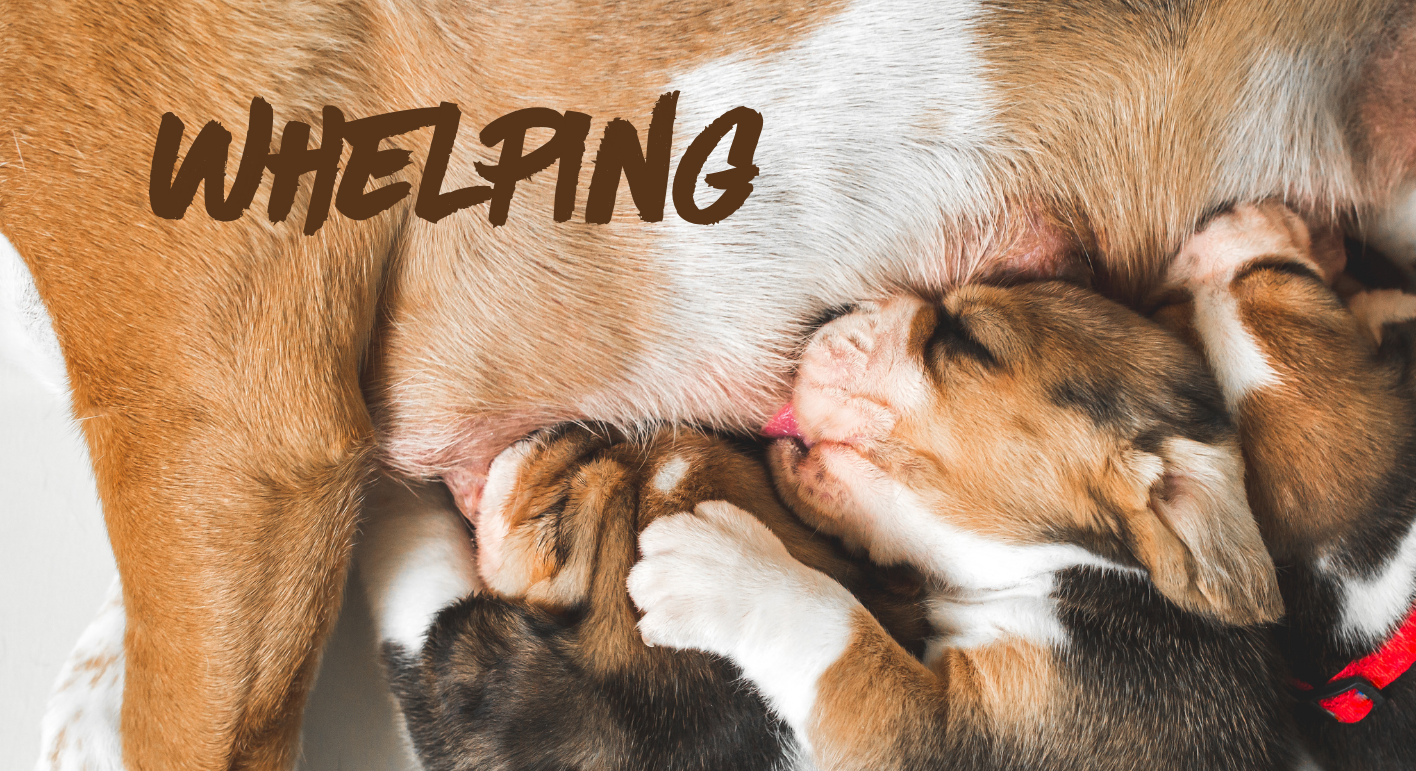 Whelping Supplies