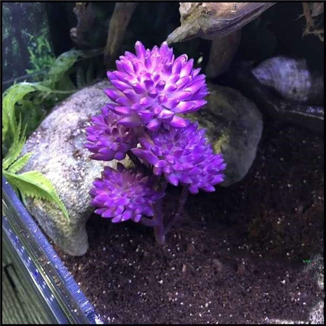 Reptile Plants Artificial
